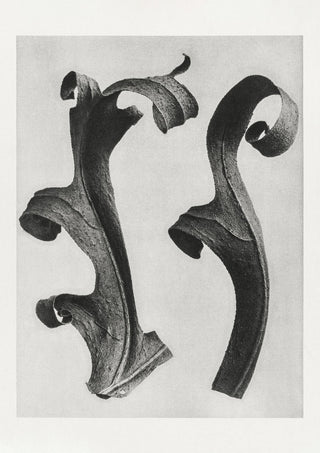 Karl Blossfeldt Plant Photogravure Nr 9