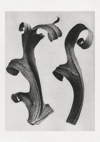 Karl Blossfeldt Plant Photogravure Nr 9 – Kunstdruck Photogravure — Ansicht 1