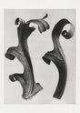 Karl Blossfeldt Plant Photogravure Nr 9 – Kunstdruck Photogravure