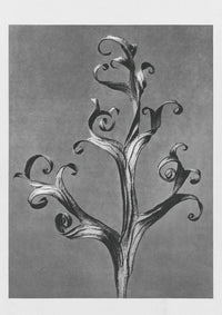 Karl Blossfeldt Plant Photogravure Nr 10 – Handgedruckt Berlin — Ansicht 1
