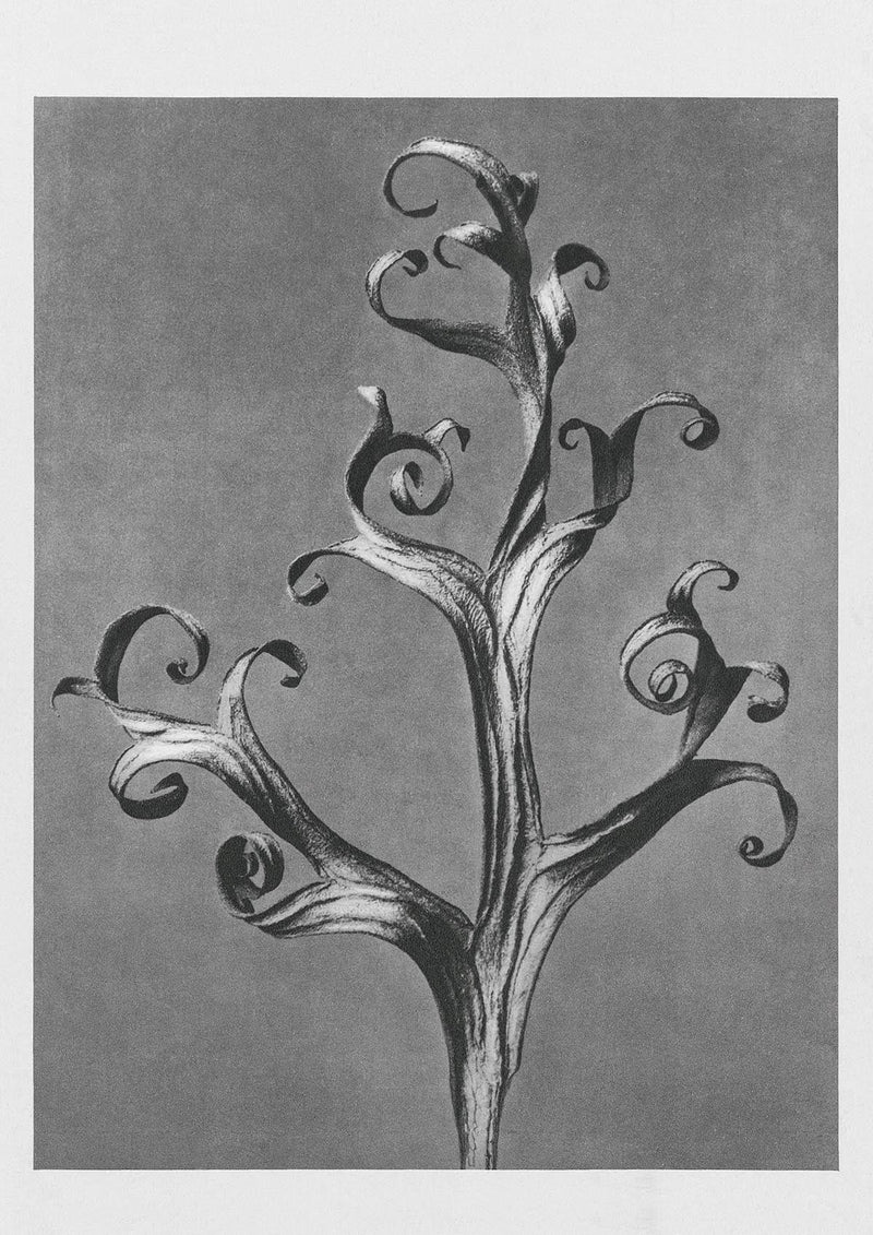 Karl Blossfeldt Plant Photogravure Nr 10 – Handgedruckt Berlin — Patroa Studio