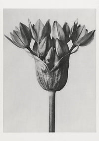 Karl Blossfeldt Plant Photogravure No. 12 – Art Print — Ansicht 1
