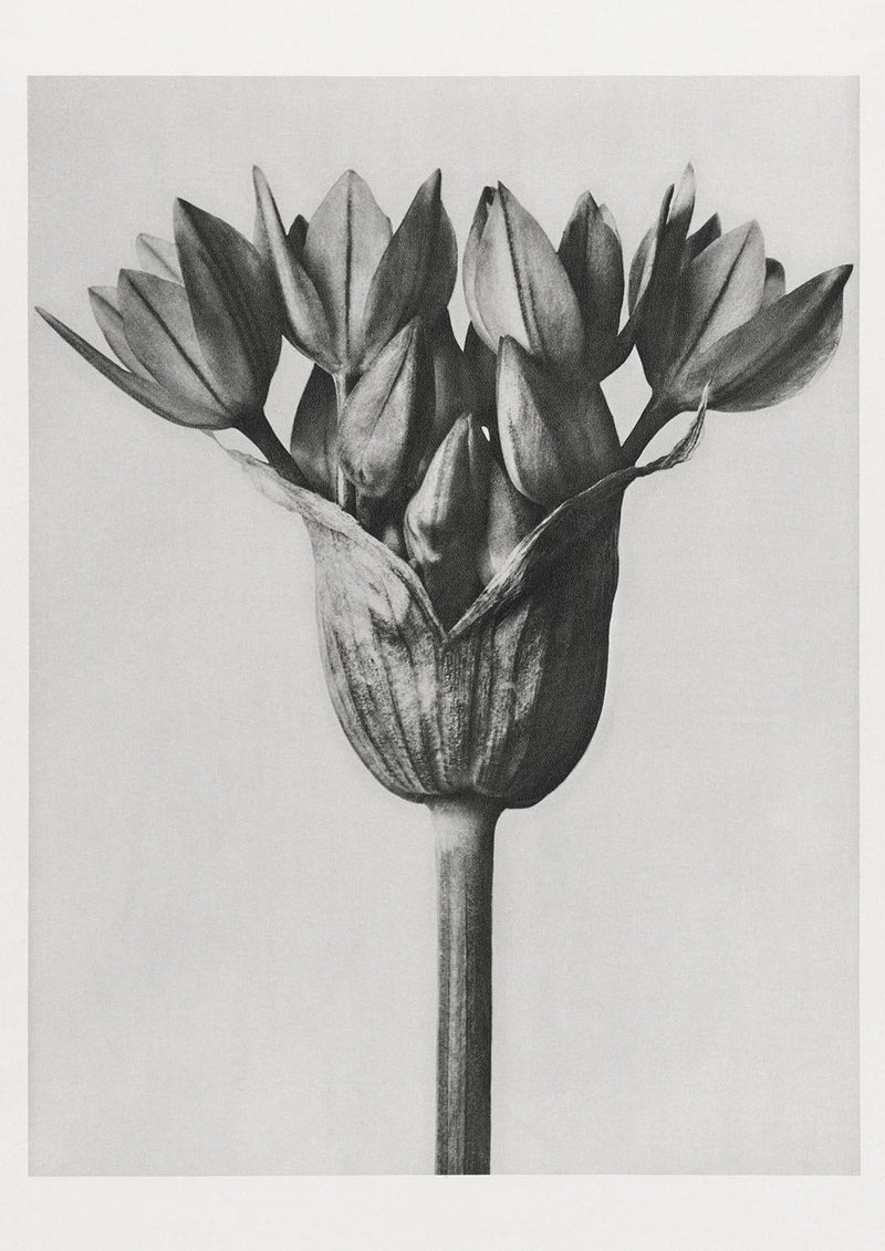 Karl Blossfeldt Plant Photogravure No. 12 – Art Print — Patroa Studio
