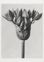 Karl Blossfeldt Plant Photogravure No. 12 – Art Print