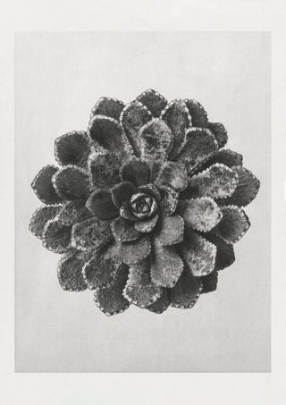 Karl Blossfeldt Plant Photogravure Nr 18