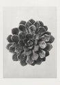 Karl Blossfeldt Plant Photogravure Nr 18 – Kunstdruck Schwarzweiß
