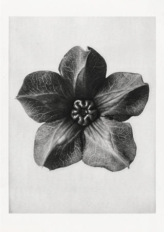 Karl Blossfeldt Plant Photogravure Nr 19