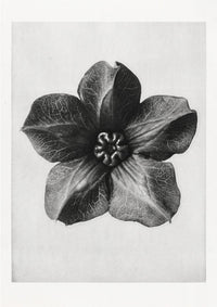 Karl Blossfeldt Plant Photogravure Nr 19 – Kunstdruck — Ansicht 1