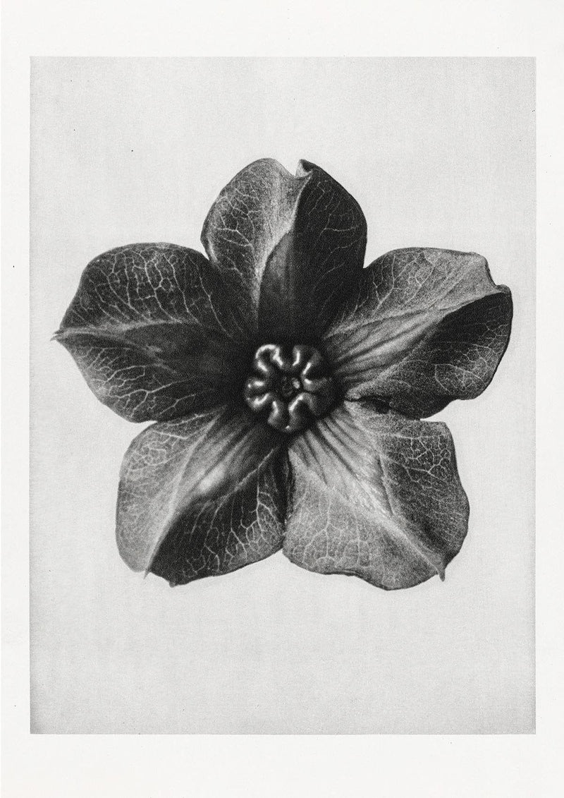 Karl Blossfeldt Plant Photogravure Nr 19 – Kunstdruck — Patroa Studio