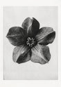 Karl Blossfeldt Plant Photogravure Nr 19 – Kunstdruck
