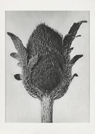 Karl Blossfeldt Plant Photogravure Nr 20