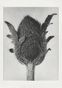 Karl Blossfeldt Plant Photogravure Nr 20 – Kunstdruck