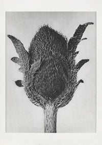 Karl Blossfeldt Plant Photogravure Nr 20 – Kunstdruck — Ansicht 1