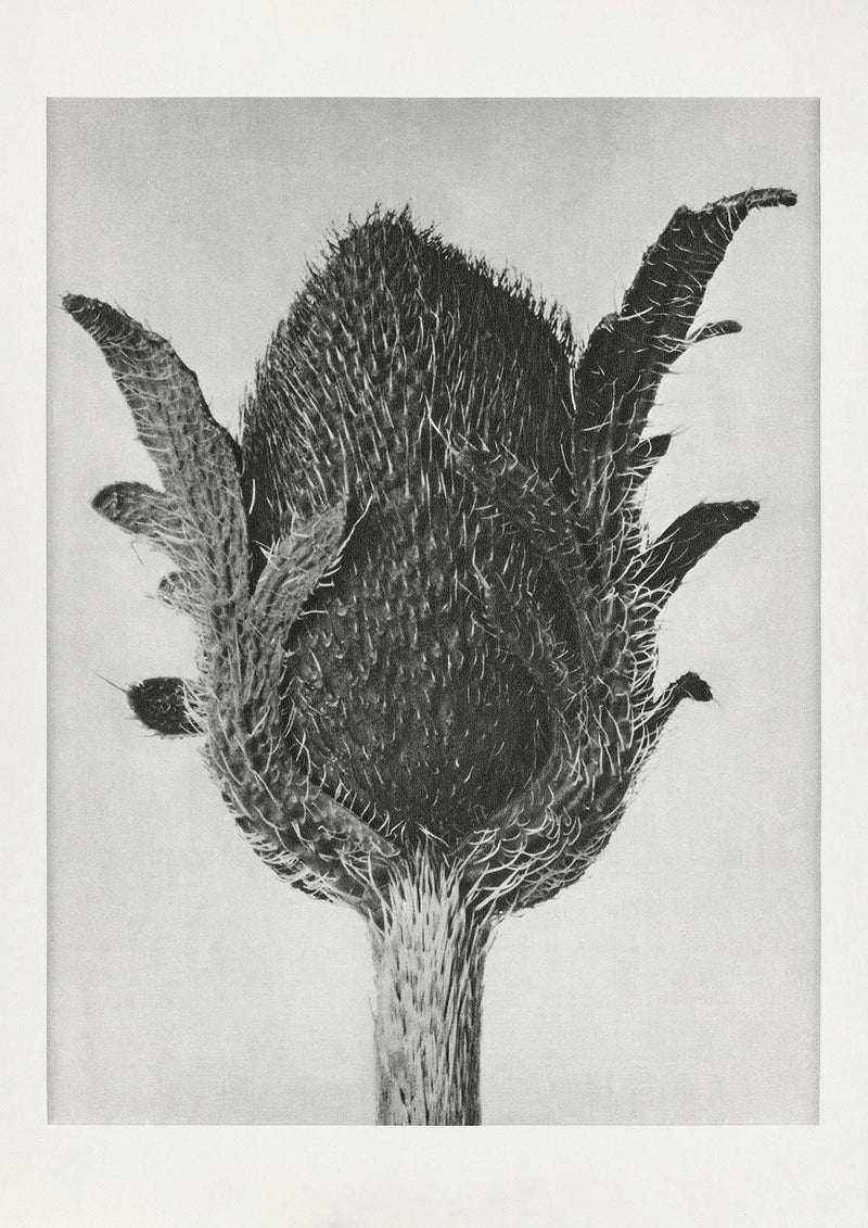 Karl Blossfeldt Plant Photogravure Nr 20 – Kunstdruck — Patroa Studio