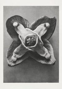 Karl Blossfeldt Plant Photogravure Nr 22 – Kunstdruck — Ansicht 1