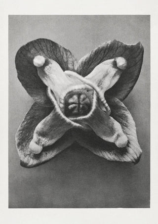 Karl Blossfeldt Plant Photogravure Nr 22