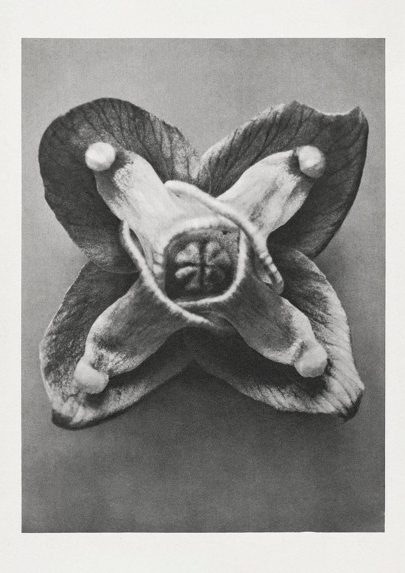 Karl Blossfeldt Plant Photogravure Nr 22 – Kunstdruck — Patroa Studio