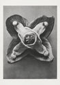 Karl Blossfeldt Plant Photogravure Nr 22 – Kunstdruck