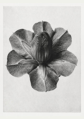 Karl Blossfeldt Plant Photogravure Nr 23