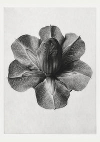 Karl Blossfeldt Plant Photogravure Nr 23 – Kunstdruck Berlin — Ansicht 1