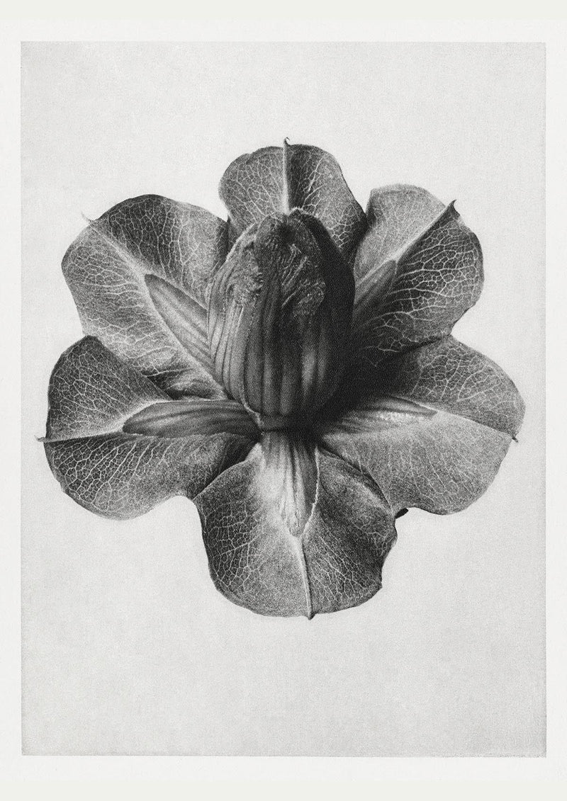 Karl Blossfeldt Plant Photogravure Nr 23 – Kunstdruck Berlin — Patroa Studio