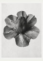 Karl Blossfeldt Plant Photogravure Nr 23 – Kunstdruck Berlin