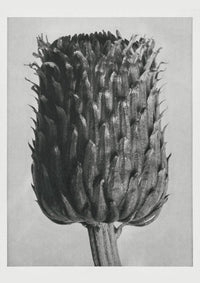 Karl Blossfeldt Plant Photogravure No. 24 – Art Print Berlin — Ansicht 1