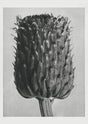 Karl Blossfeldt Plant Photogravure No. 24 – Art Print Berlin