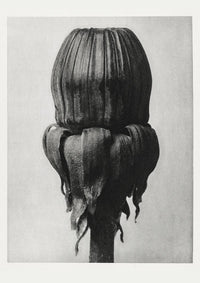 Karl Blossfeldt Plant Photogravure Nr 26 Poster – Handgedruckt Berlin — Ansicht 1
