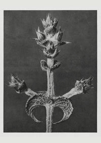 Karl Blossfeldt Plant Photogravure Nr 27 – Kunstdruck Schwarz-Weiß — Ansicht 1