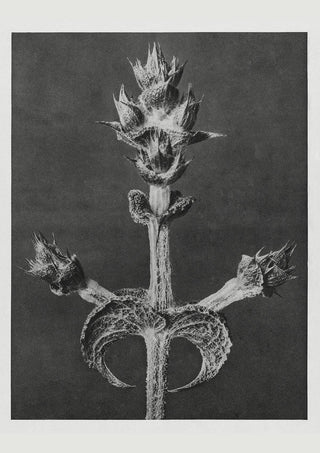 Karl Blossfeldt Plant Photogravure Nr 27