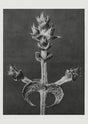 Karl Blossfeldt Plant Photogravure Nr 27 – Kunstdruck Schwarz-Weiß
