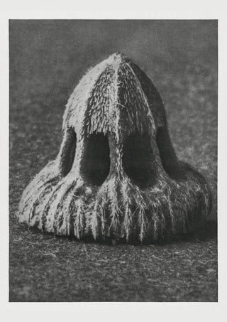 Karl Blossfeldt Plant Photogravure Nr 30