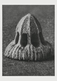Karl Blossfeldt Plant Photogravure Nr 30 – Kunstdruck Blattstruktur — Ansicht 1