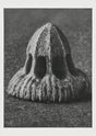 Karl Blossfeldt Plant Photogravure Nr 30 – Kunstdruck Blattstruktur
