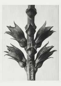 Karl Blossfeldt Plant Photogravure Nr 31 – Kunstdruck Schwarz-Weiß — Ansicht 1