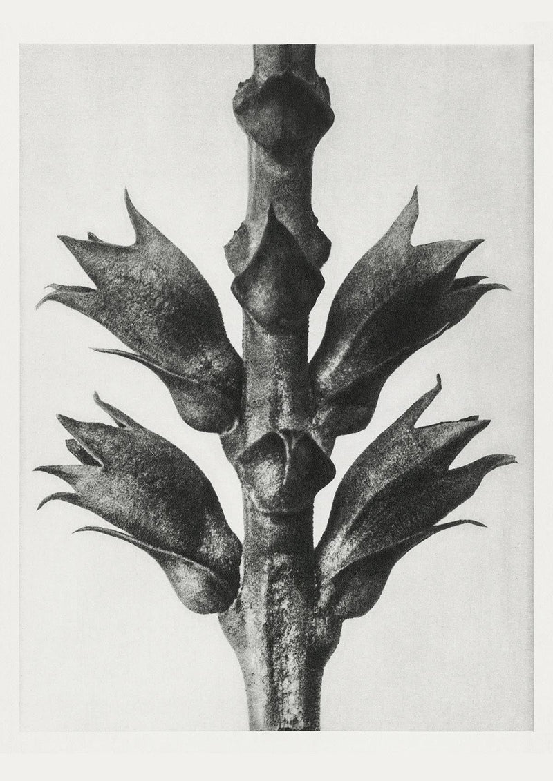 Karl Blossfeldt Plant Photogravure Nr 31 – Kunstdruck Schwarz-Weiß — Patroa Studio
