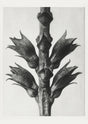 Karl Blossfeldt Plant Photogravure Nr 31 – Kunstdruck Schwarz-Weiß