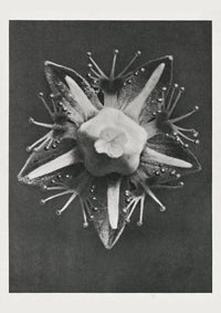 Karl Blossfeldt Plant Photogravure Nr 32 – Kunstdruck — Ansicht 1