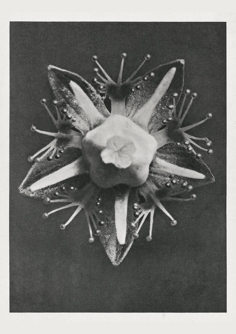 Karl Blossfeldt Plant Photogravure Nr 32 – Kunstdruck — Patroa Studio