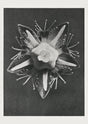 Karl Blossfeldt Plant Photogravure Nr 32 – Kunstdruck