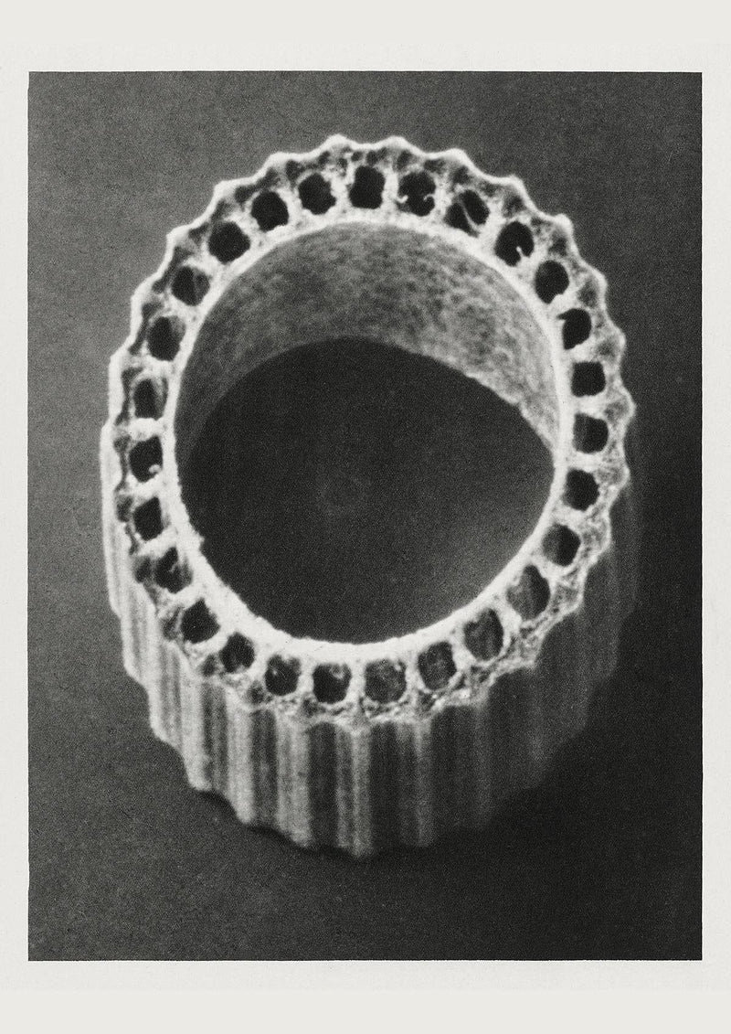 Karl Blossfeldt Plant Photogravure No 34 – Art Print Leaf Structure — Patroa Studio