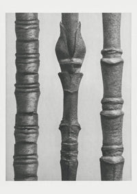 Karl Blossfeldt Plant Photogravure Nr 35 – Kunstdruck Berliner Atelier — Ansicht 1