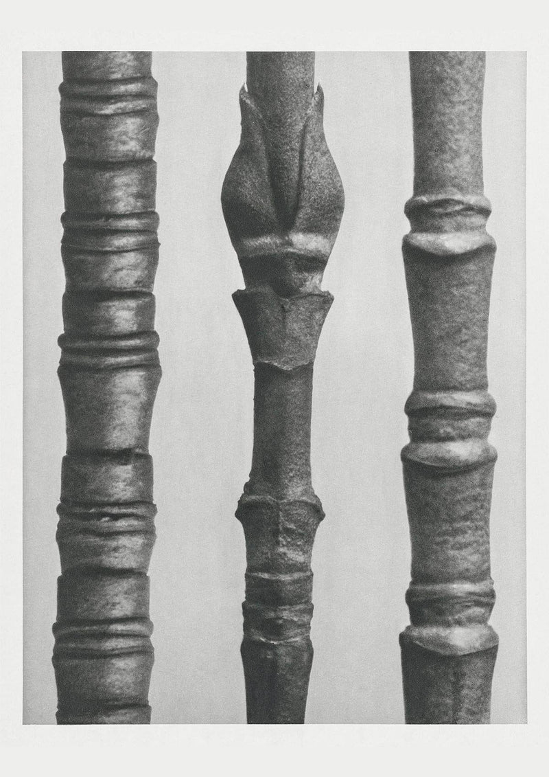 Karl Blossfeldt Plant Photogravure Nr 35 – Kunstdruck Berliner Atelier — Patroa Studio