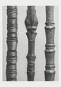 Karl Blossfeldt Plant Photogravure Nr 35 – Kunstdruck Berliner Atelier