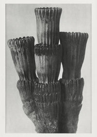 Karl Blossfeldt Plant Photogravure No. 36 – Art Print Berliner Atelier — Ansicht 1