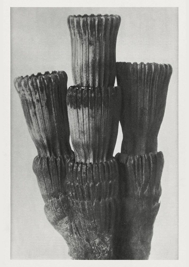 Karl Blossfeldt Plant Photogravure No. 36 – Art Print Berliner Atelier — Patroa Studio