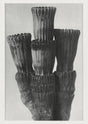 Karl Blossfeldt Plant Photogravure No. 36 – Art Print Berliner Atelier