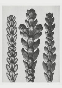 Karl Blossfeldt Plant Photogravure Nr. 37 – Kunstdruck Schwarz-Weiß — Ansicht 1