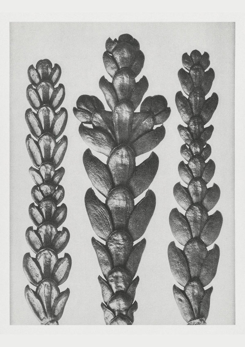 Karl Blossfeldt Plant Photogravure Nr. 37 – Kunstdruck Schwarz-Weiß — Patroa Studio